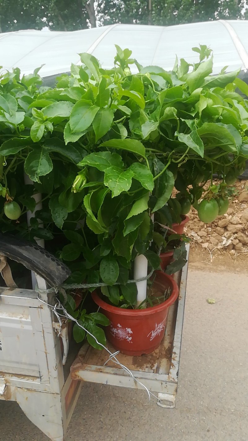 百香果盆栽