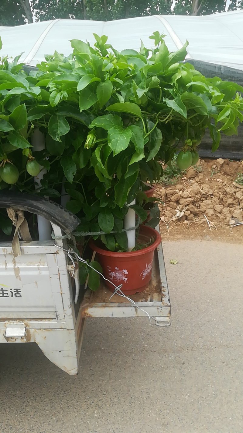 百香果盆栽