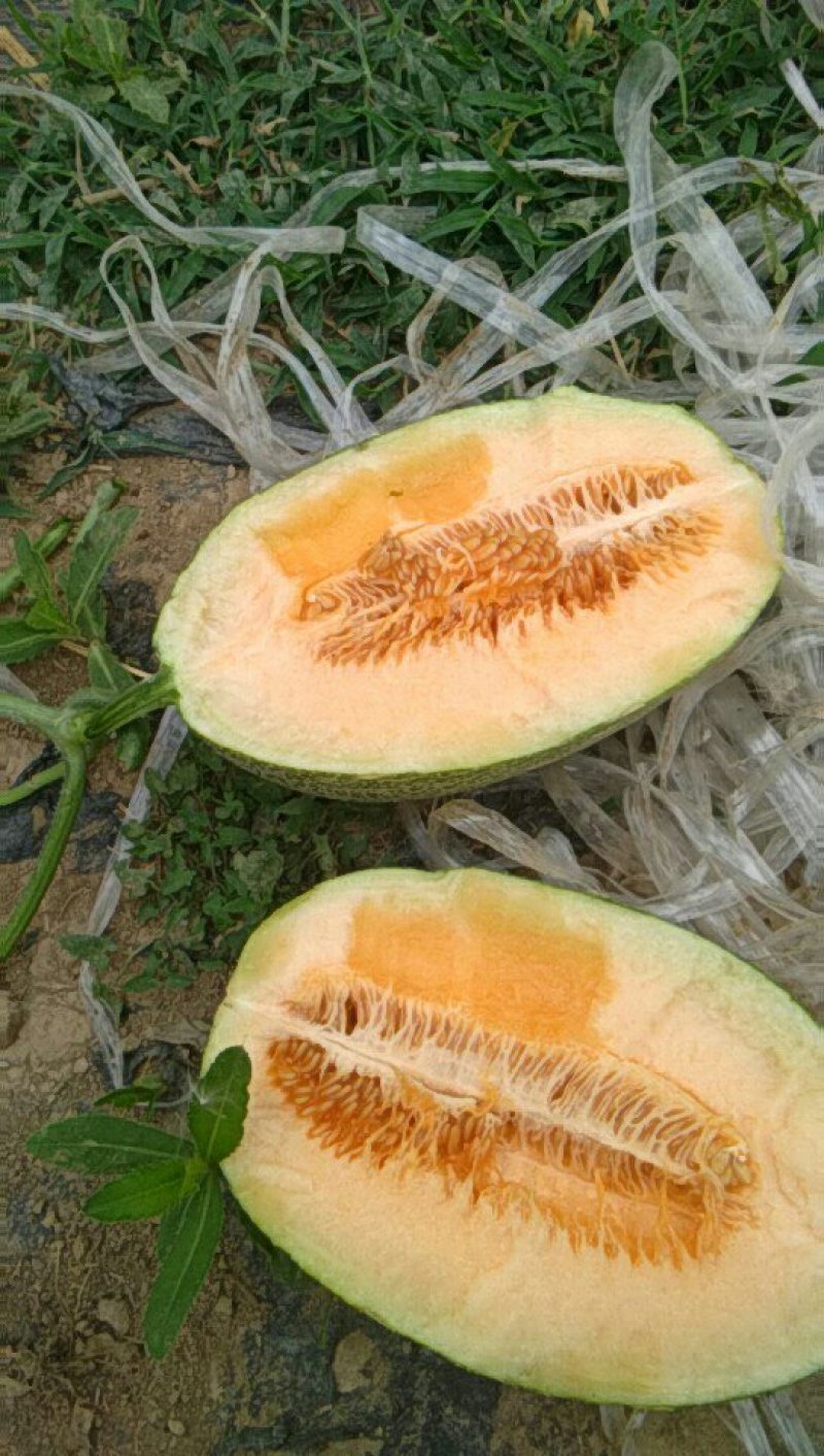 香瓜大量供应