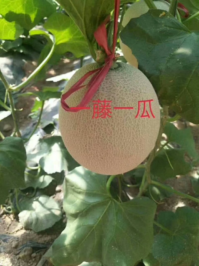 香瓜大量供应