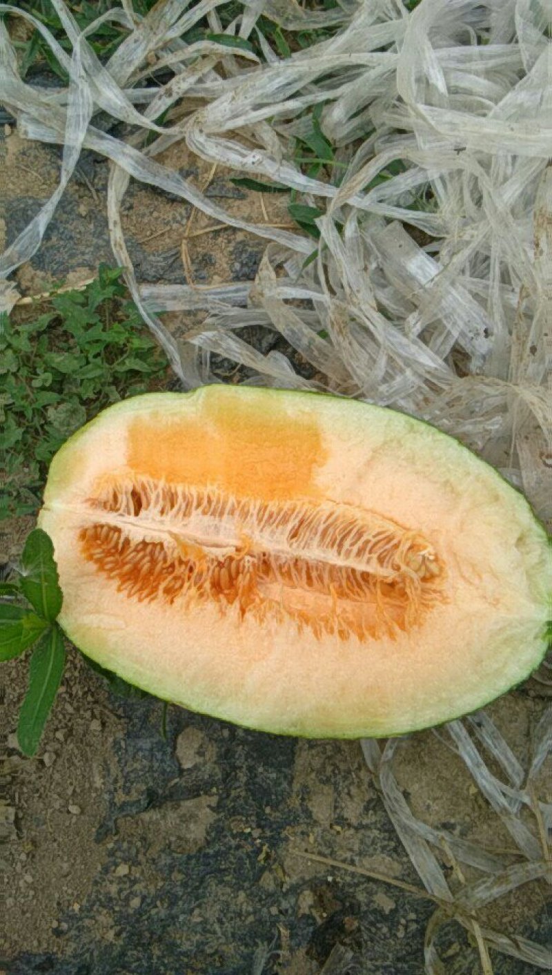 香瓜大量供应
