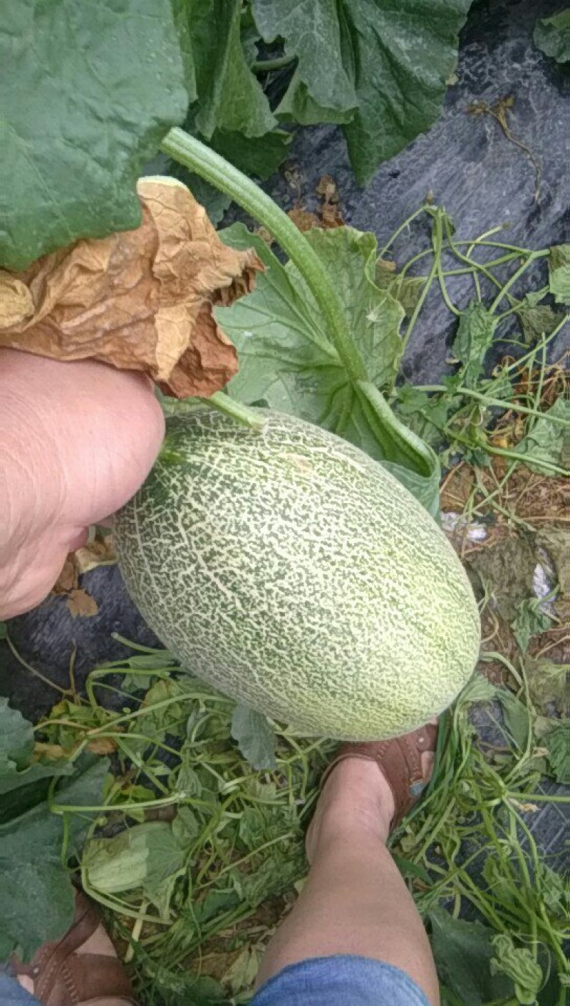 香瓜大量供应