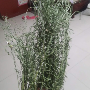 百蕊草