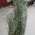 百蕊草