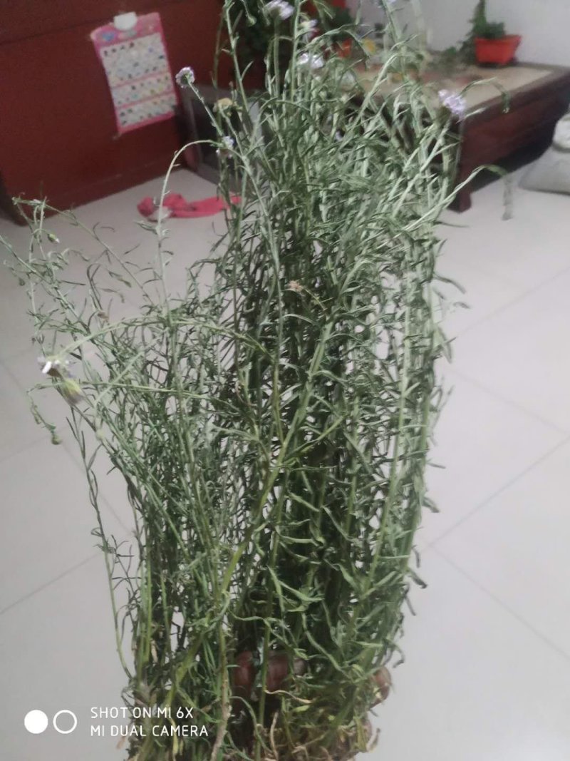 百蕊草