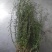 百蕊草