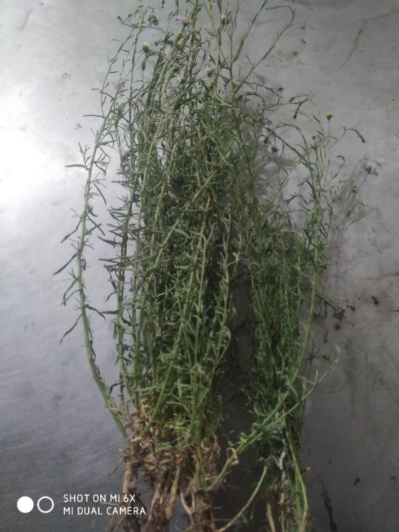 百蕊草