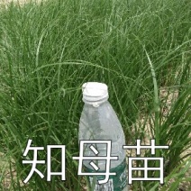 批发知母苗，易栽好过