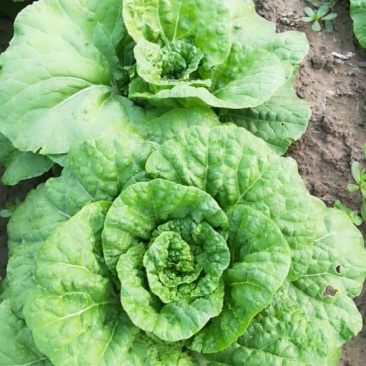 夏白菜