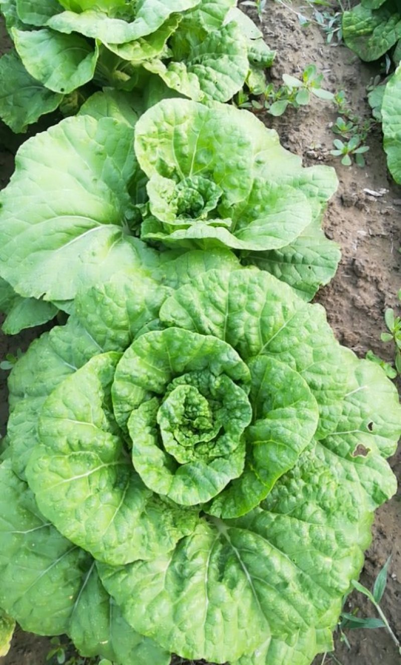 夏白菜