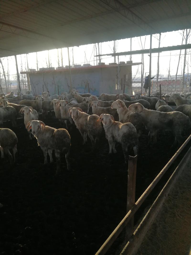 唐县育肥羊，全国响当当，保证品质和出肉率！