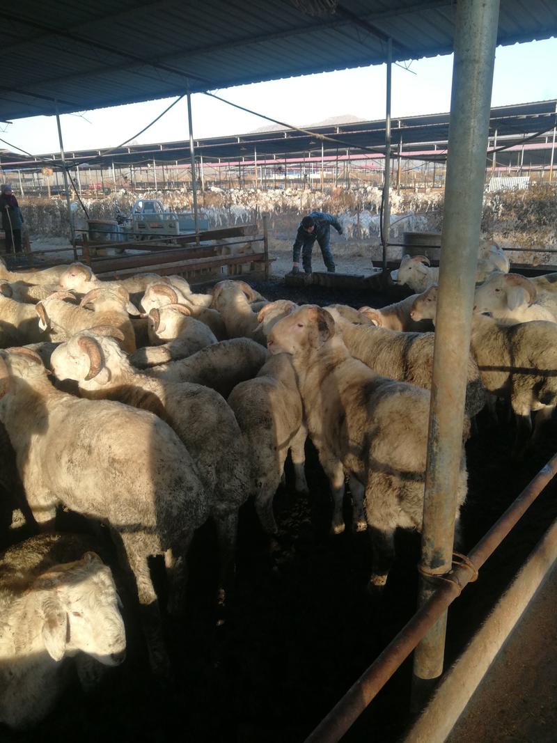 唐县育肥羊，全国响当当，保证品质和出肉率！