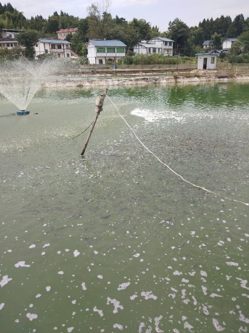 鲈鱼苗，优质加州鲈鱼，抗病力强，生长速度快，