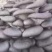 平菇优良品种，一级试管种，原种灰黑色，广温型，抗病高产，