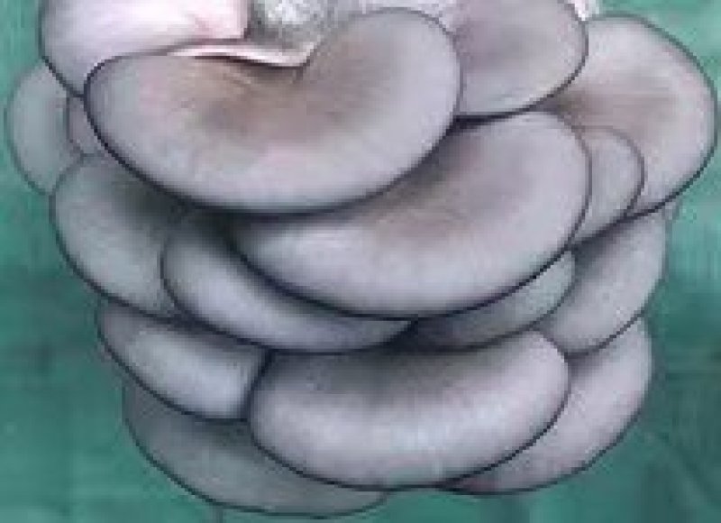 平菇优良品种，一级试管种，原种灰黑色，广温型，抗病高产，
