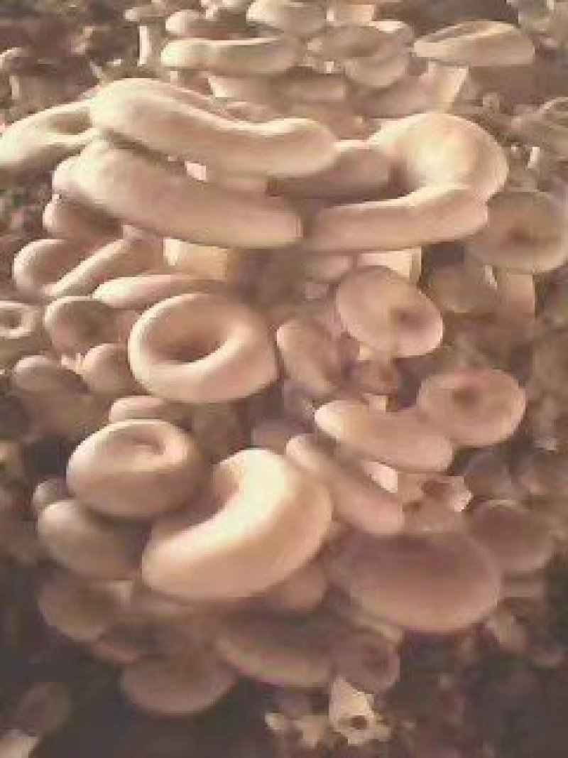 平菇优良品种，一级试管种，原种灰黑色，广温型，抗病高产，