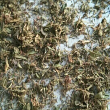 金银花，村山银花