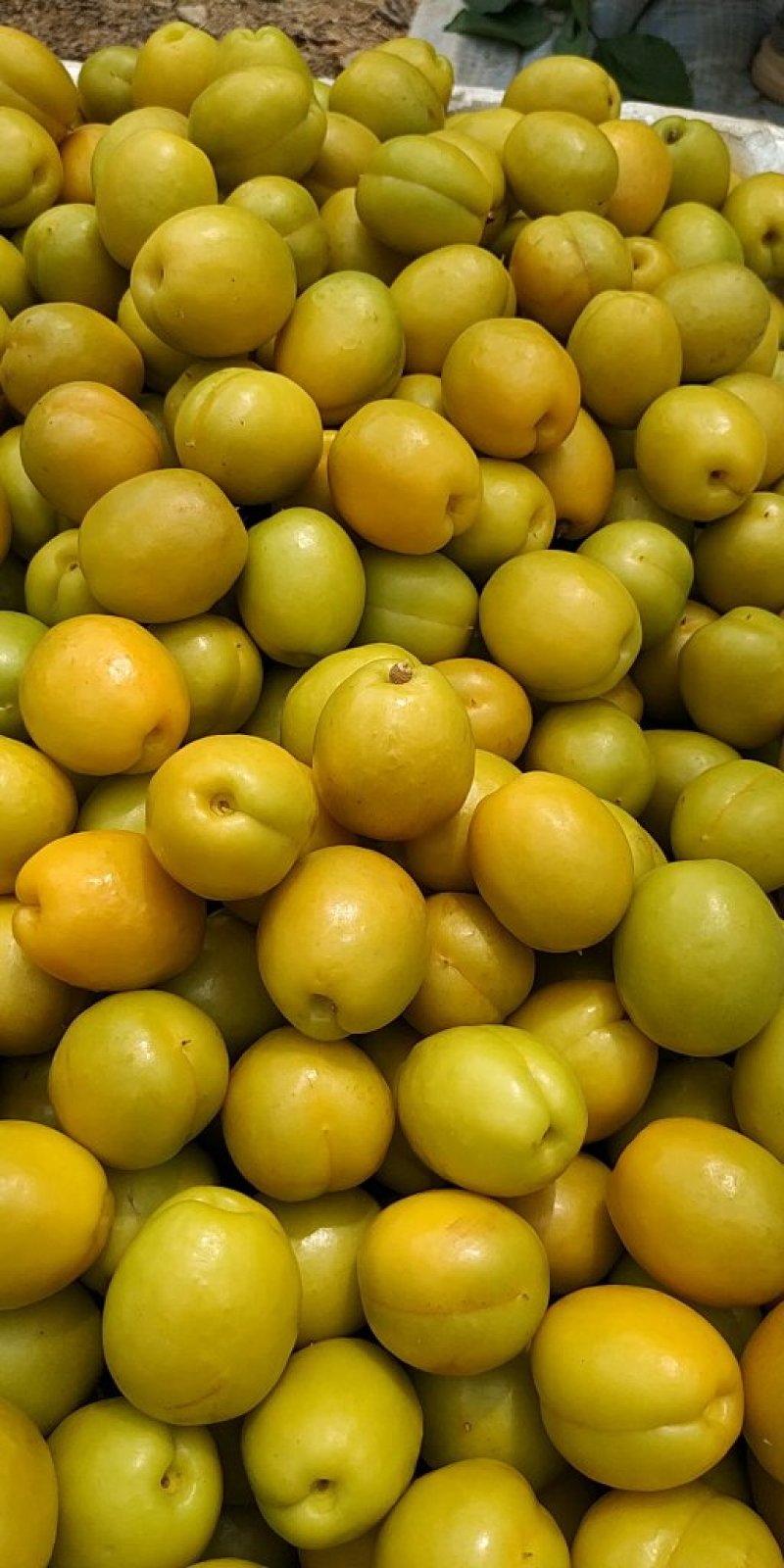 珍珠油杏