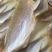 金线鱼