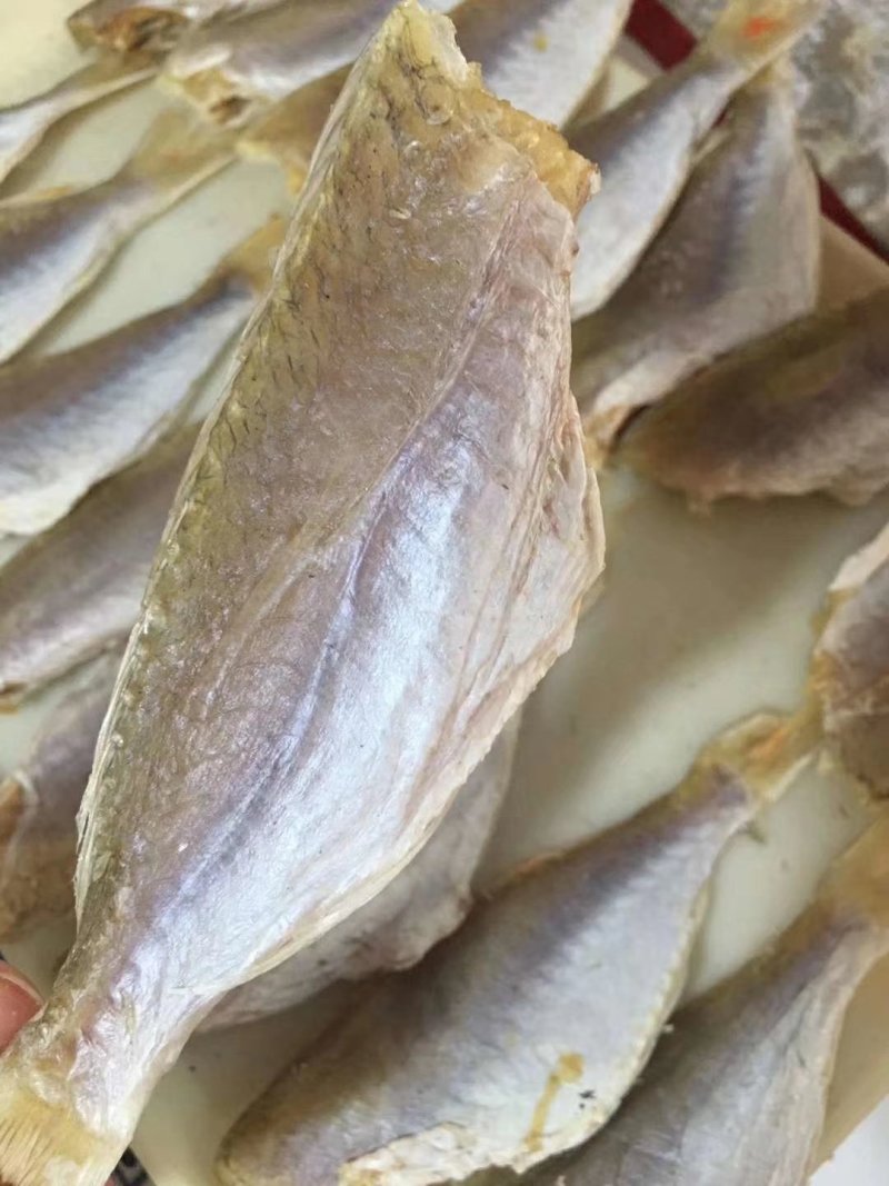 金线鱼