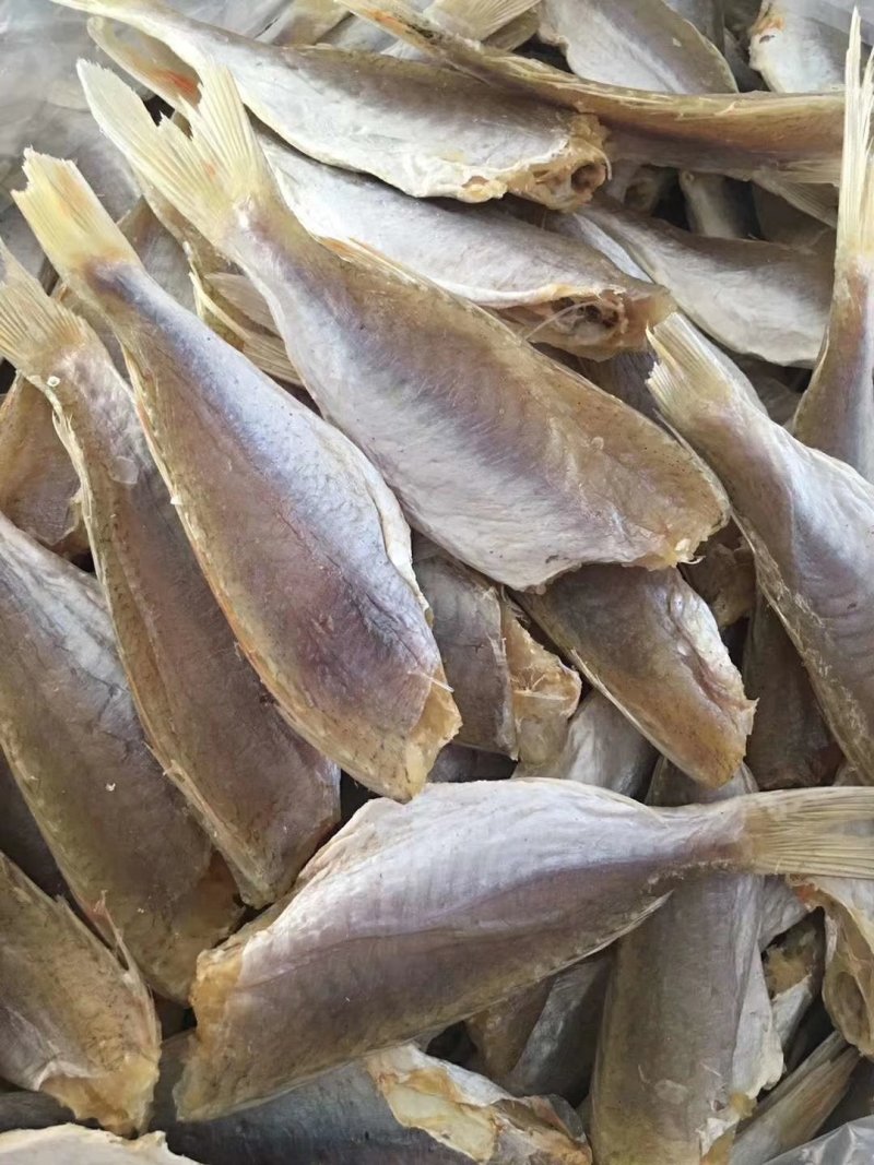 金线鱼