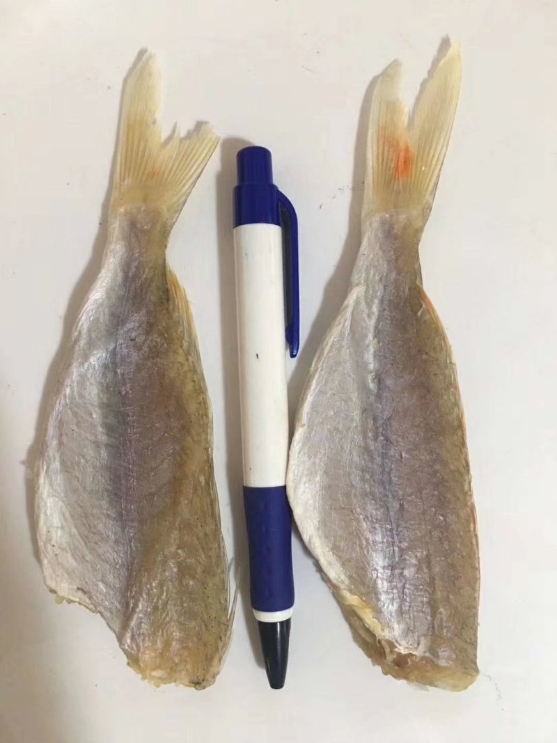 金线鱼