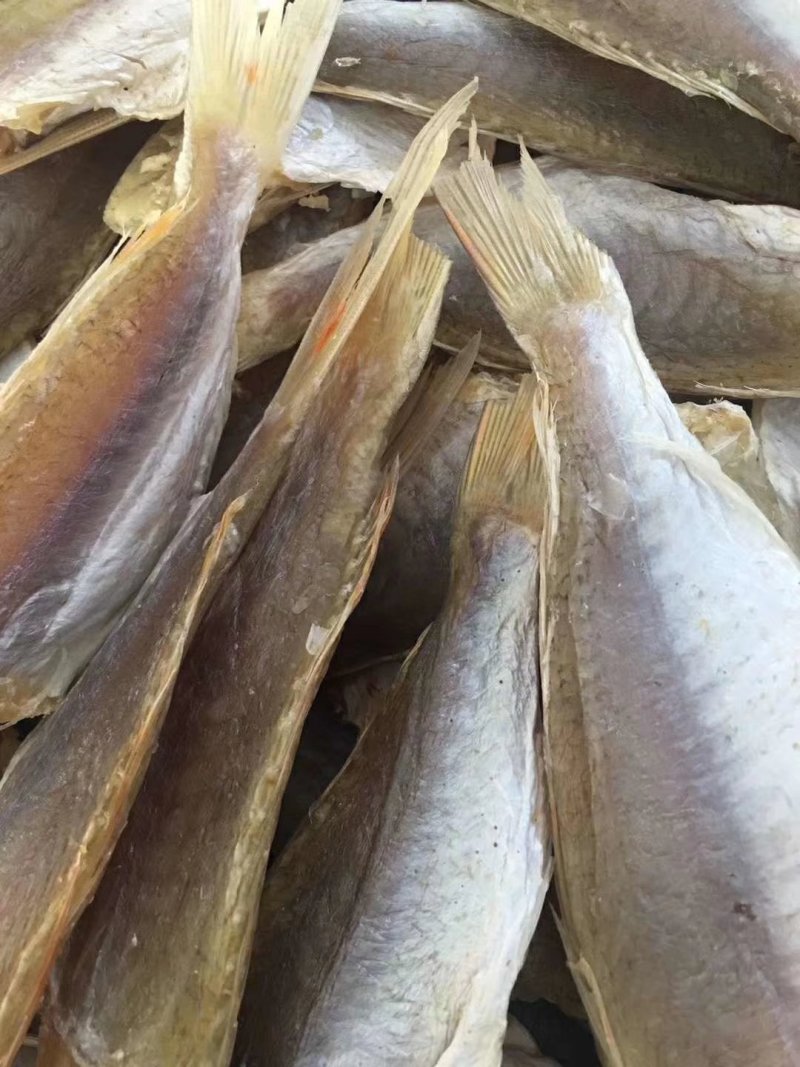 金线鱼