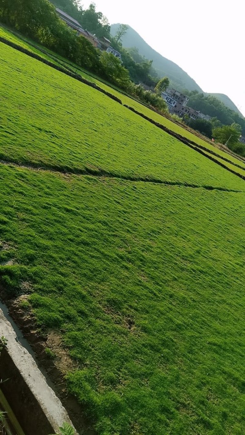 马尼拉，百慕大……等暖季草坪货源充足