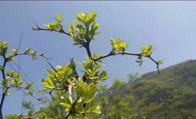 野生酸枣叶茶