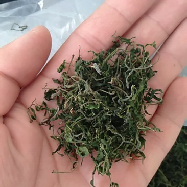 野生酸枣叶茶