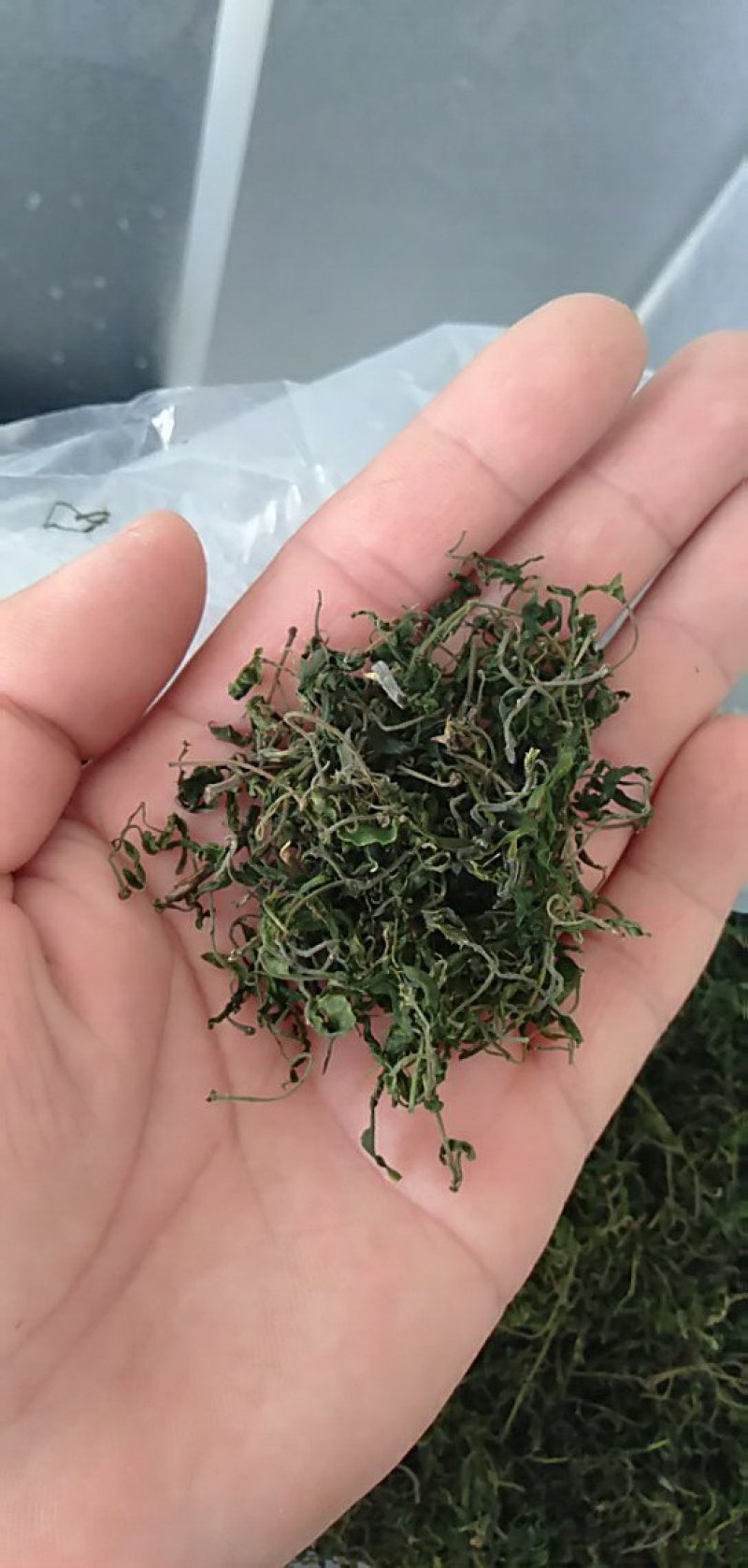 野生酸枣叶茶