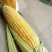 甜玉米