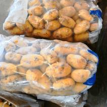 土豆代卖代买，一年四季供应优质土豆