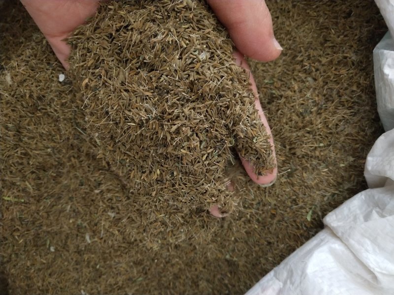 大量供应蒲公英种子