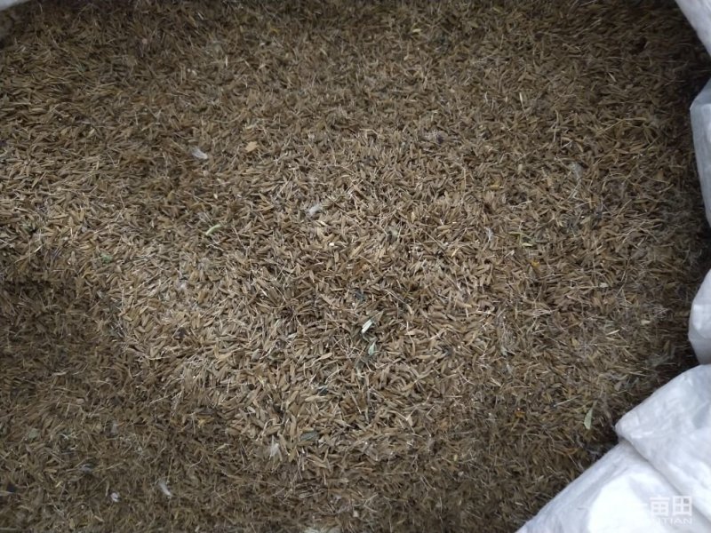 大量供应蒲公英种子