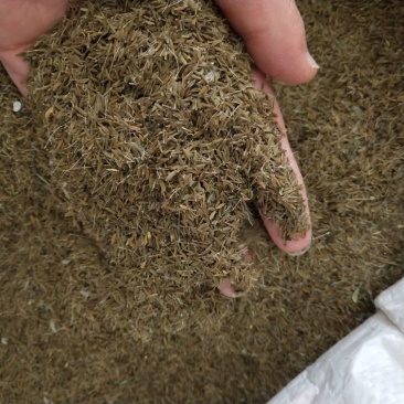 大量供应蒲公英种子