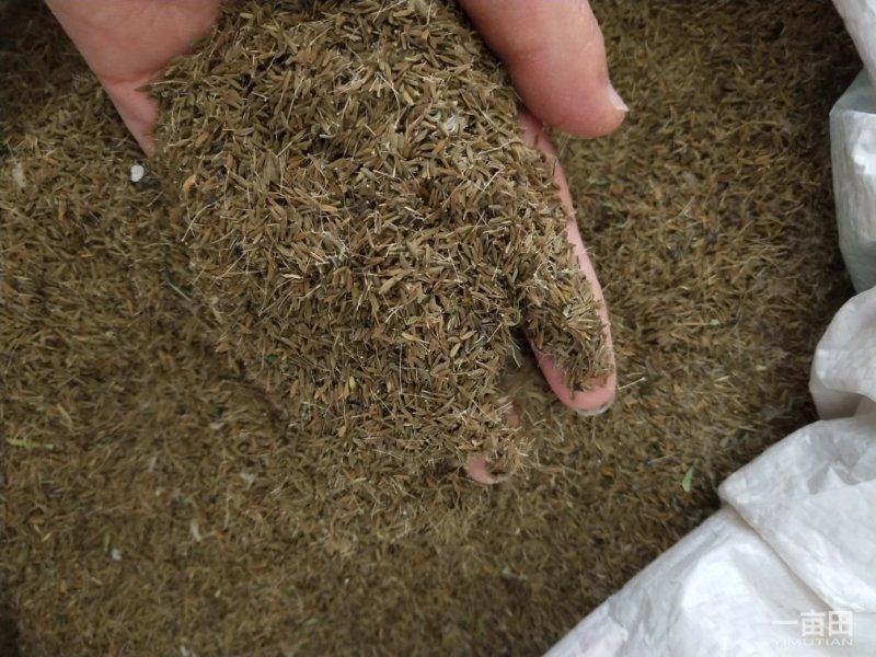 大量供应蒲公英种子
