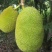 精品【菠萝蜜】规格10～15斤大量上市品种齐全