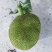精品【菠萝蜜】规格10～15斤大量上市品种齐全