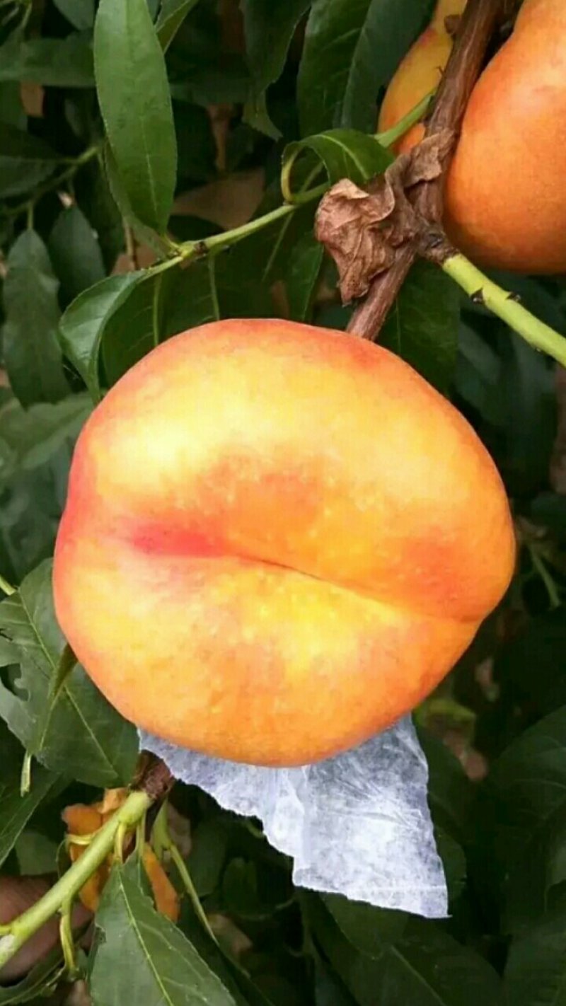 风味皇后油蟠桃树苗，桃树新品种，风味皇后，包品种。