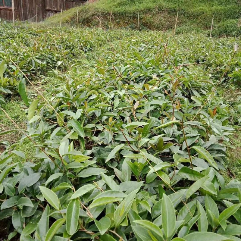 布福娜