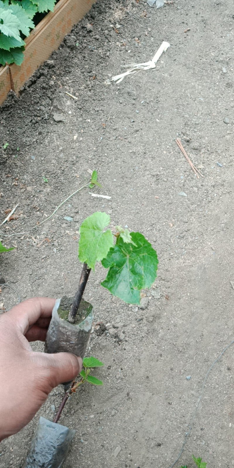 自家培育营养杯葡萄苗