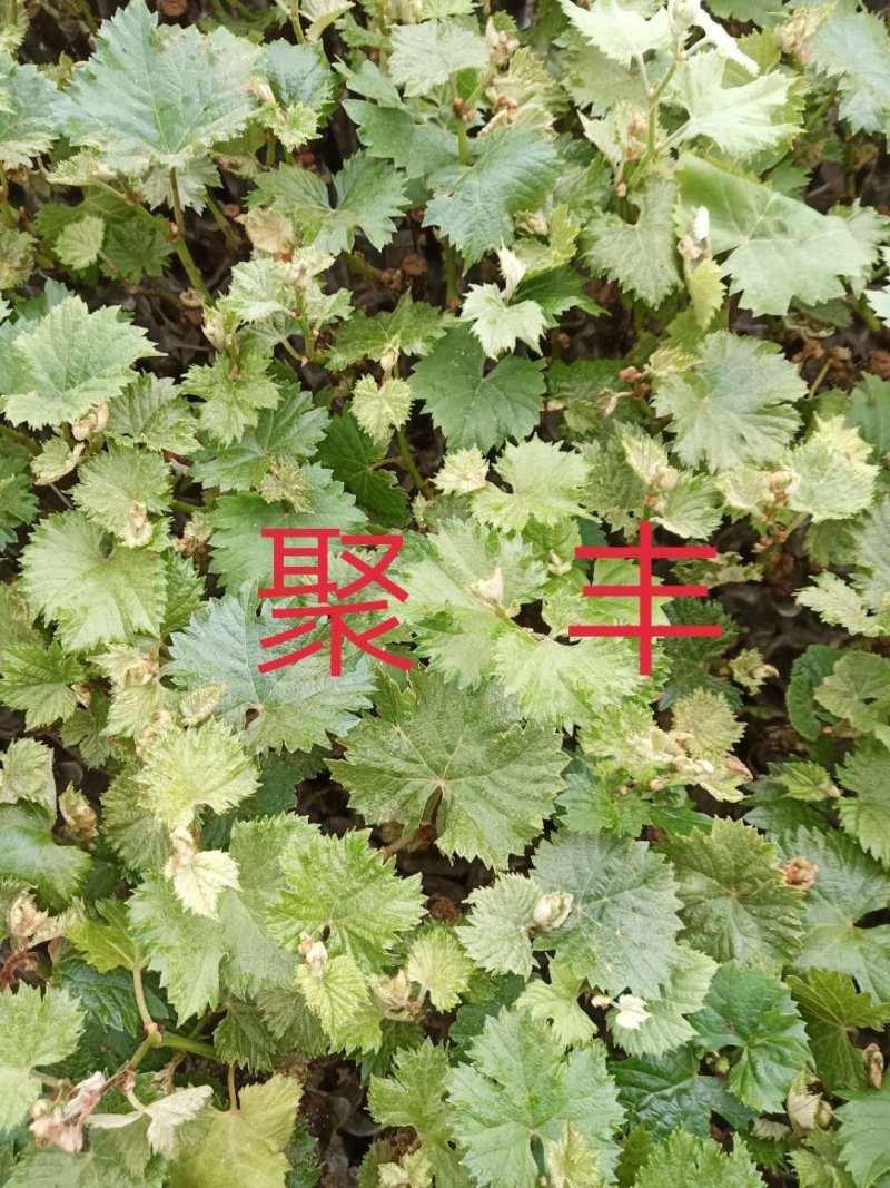 自家培育营养杯葡萄苗