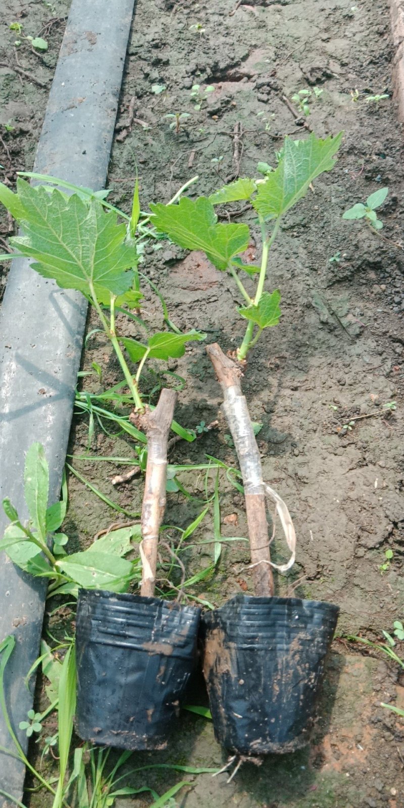 自家培育营养杯葡萄苗
