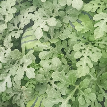 个体种植户京欣西瓜