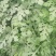 个体种植户京欣西瓜