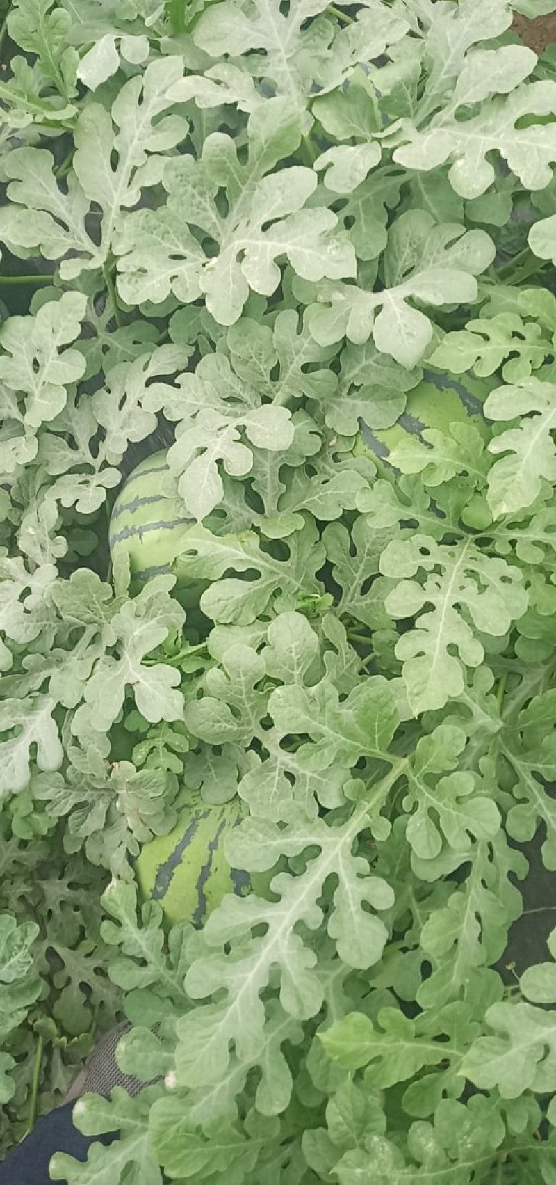 个体种植户京欣西瓜