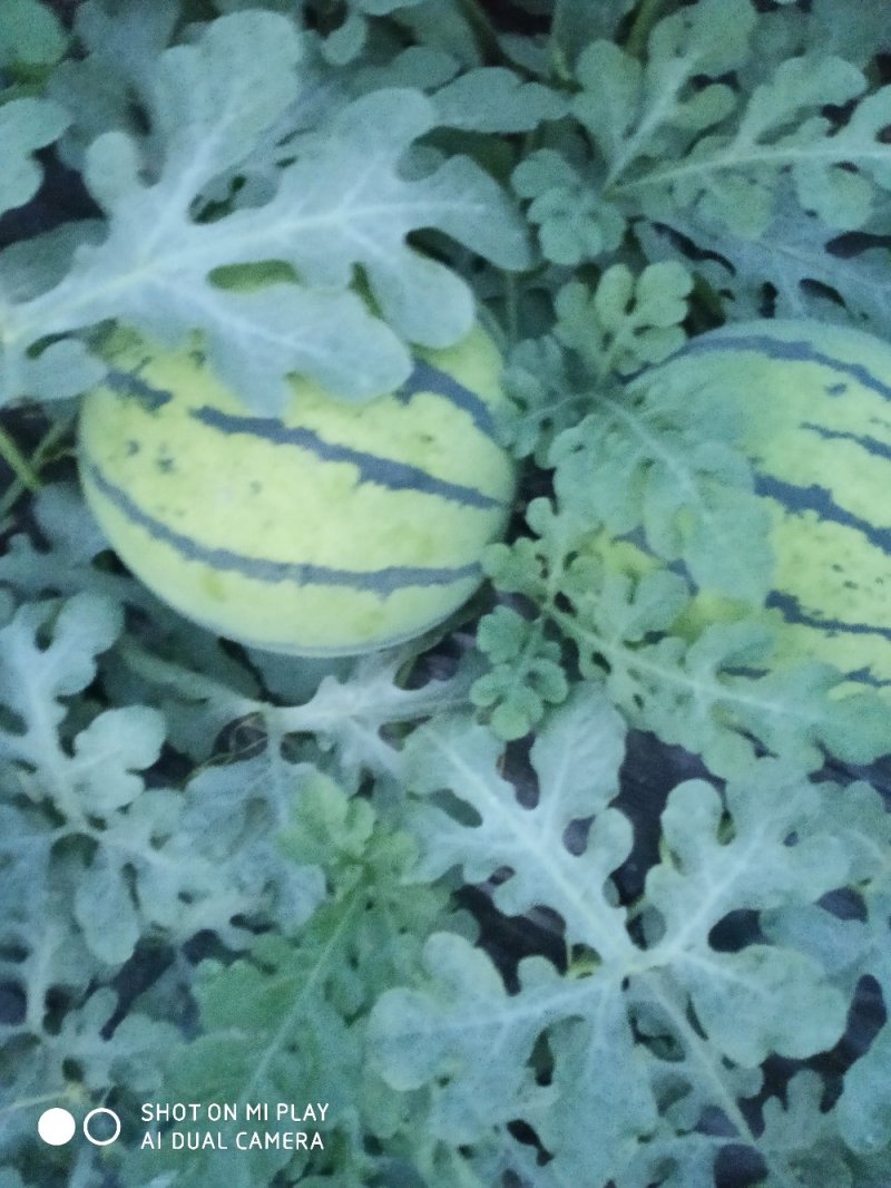 个体种植户京欣西瓜
