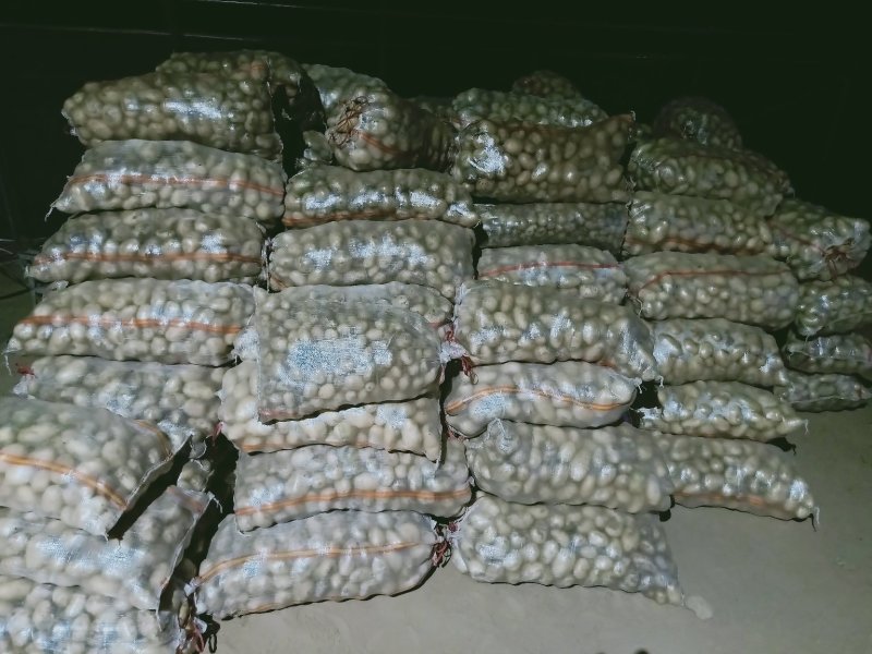 山东精选小土豆荷兰十五土豆土豆小规格土豆马铃薯
