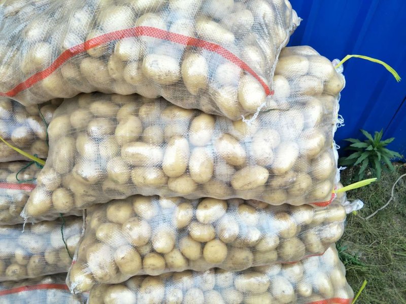 山东精选小土豆荷兰十五土豆土豆小规格土豆马铃薯